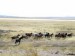 200px-Mustang_Utah_2005_2.jpg